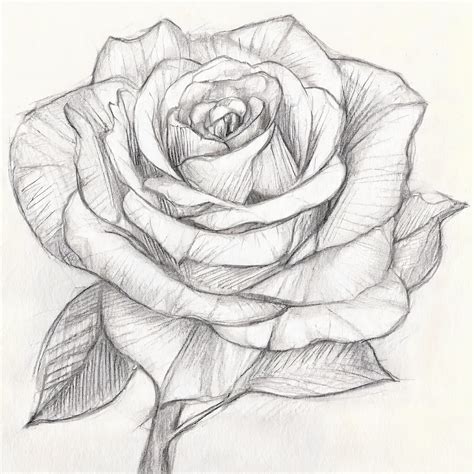 Afbeeldingsresultaten voor Flower Pencil Art Tutorials