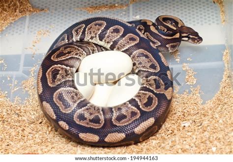 Image result for Python Brooding