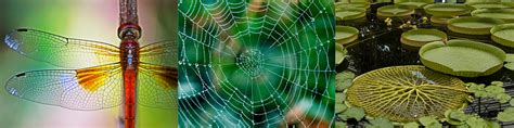Image result for Biomimicry