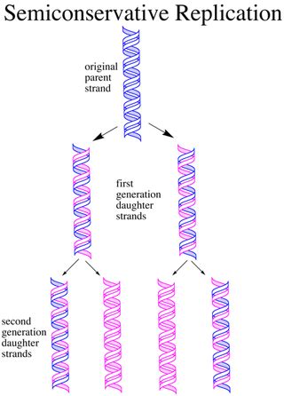 Image result for DNA Replication Model