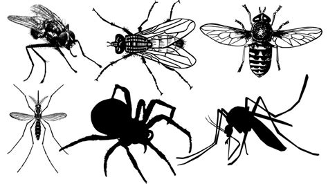 Image result for Classifying Insects