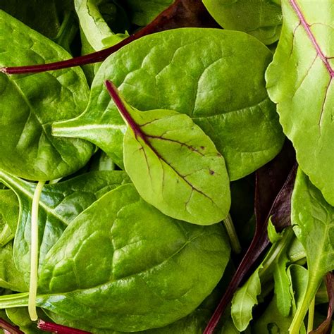 Image result for Home Cooking Show YouTube