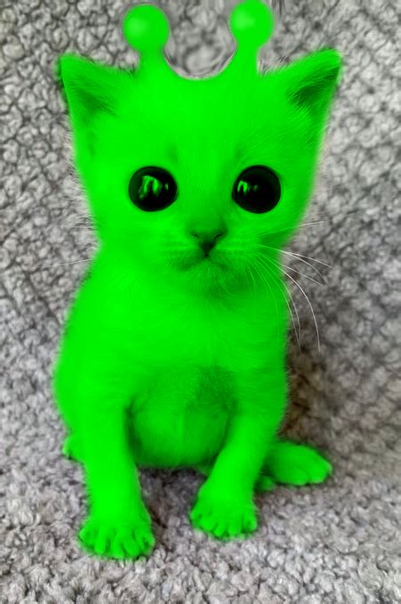 Image result for Alien Cat