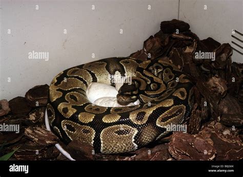 Image result for Python Brooding