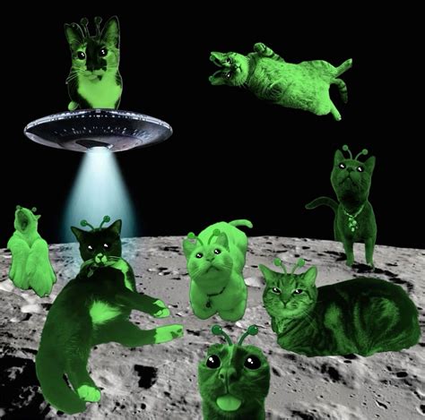 Biscuit and Muffin on Instagram: "When your circle gleebful 👽 #cat # ...