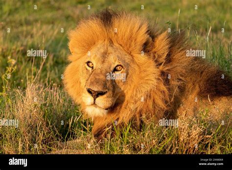 Image result for Lion Images