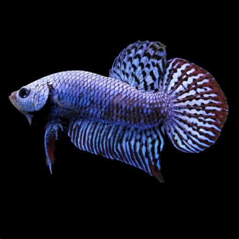 Toradh íomhá ar Alien Fighter