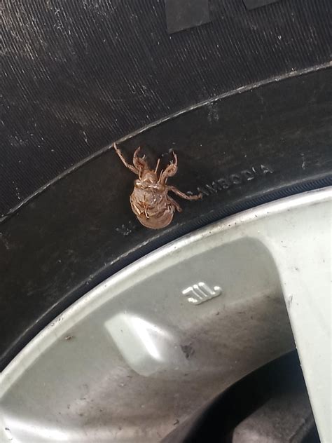 Alien Bug に対する画像結果