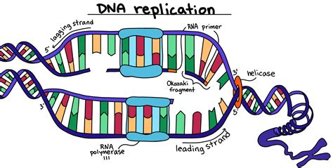 Image result for DNA Replication Process