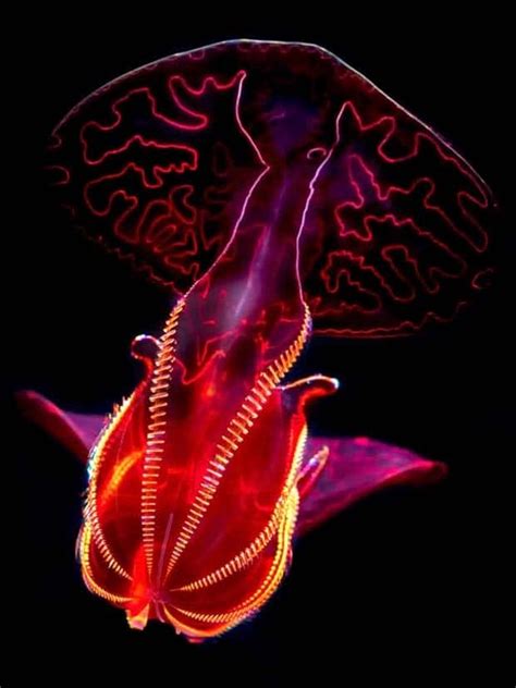 Image result for Alien Animals