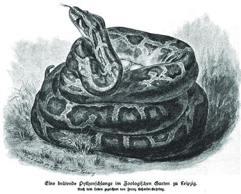 Image result for Python Brooding