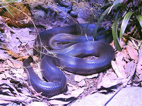 Image result for Example Python Code for Water Discharge