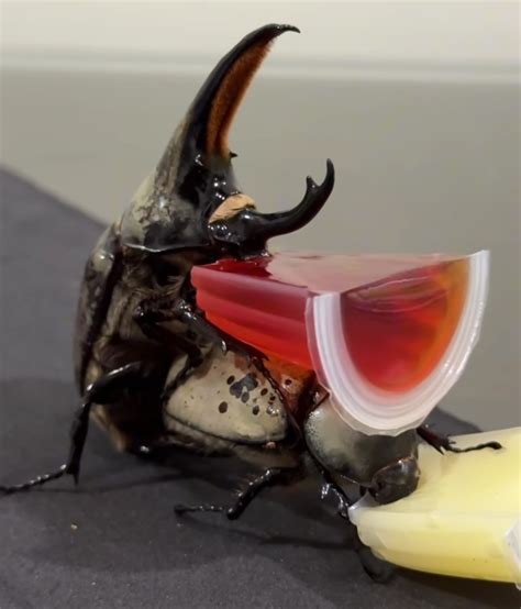 Image result for Alien Moth