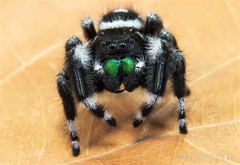 Common Jumping Spider に対する画像結果