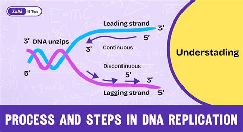 Image result for DNA Replication Process
