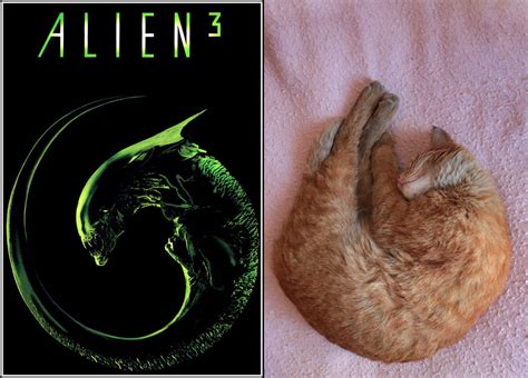 Image result for Alien Cat