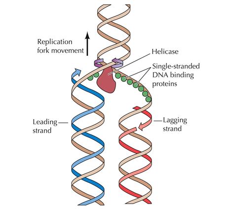 Image result for DNA Replication Process