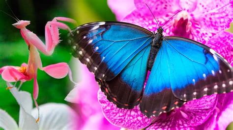 Image result for Beautiful Insects