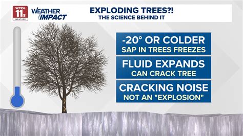 Image result for Exploding SAP Tree