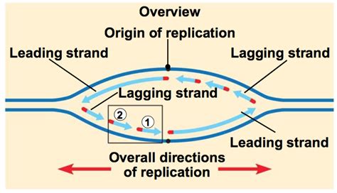 Image result for DNA Replication Model