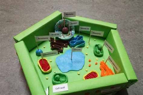Image result for 3D Plant Cell Model