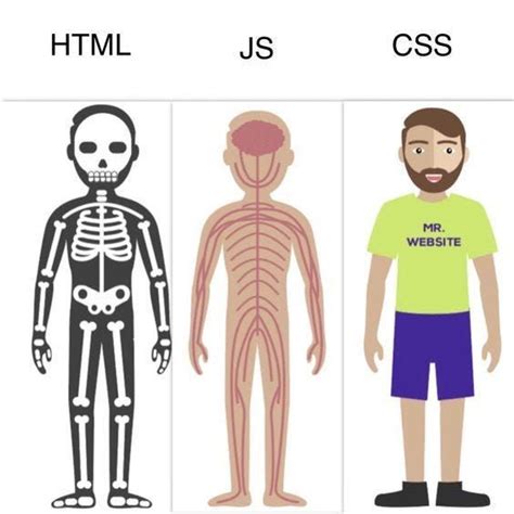 Image result for HTML CSS JavaScript Human Body Analogy