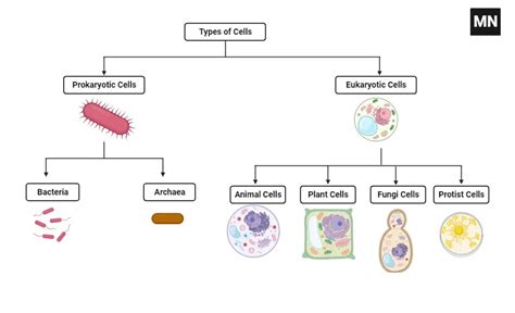 Types of Cells - Definition, Examples, Importance - Biology Notes Online