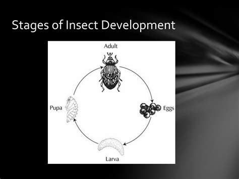 Image result for Development Insect