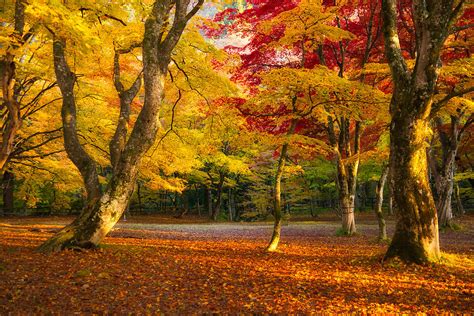 Image result for Autumn Burning