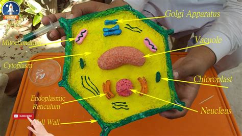 Image result for 3D Plant Cell Model