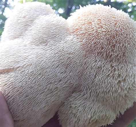 2 oz. Lion's Mane (Hericium erinaceus) Extract | Enchanted Nature