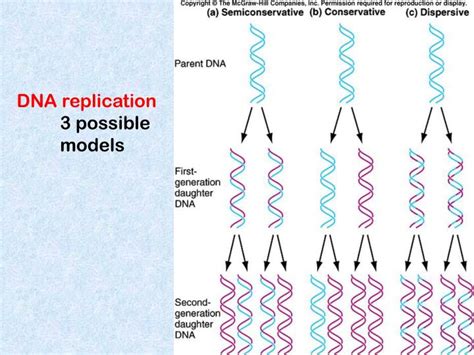 Image result for DNA Replication Model