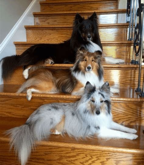 Shadow, Titan, Everest (top to bottom)(not mine❤) : r/aww