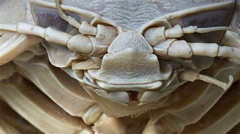 Image result for Alien Animals