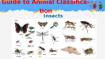 Image result for Classifying Insects