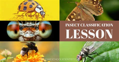 Image result for Classifying Insects