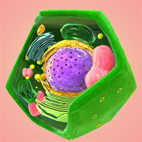 Image result for 3D Plant Cell Model