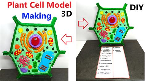 Image result for 3D Plant Cell Model