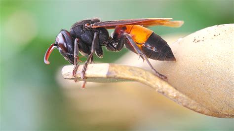 Alien Hornets に対する画像結果