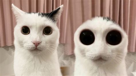 Image result for Alien Cat