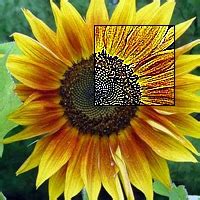 Toradh íomhá ar Processing.org Tutorials