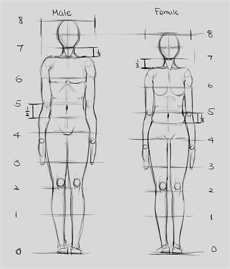 Image result for Anatomy Drawing