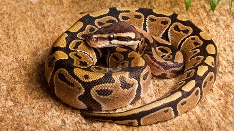 Image result for Python Brooding