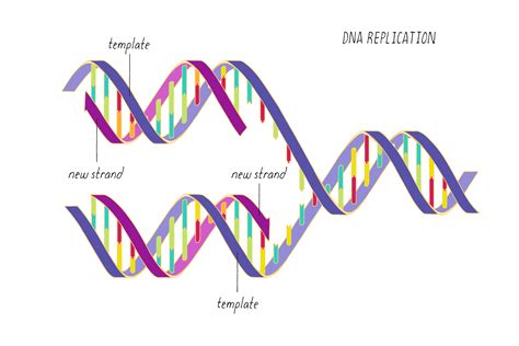 Image result for DNA Replication Process