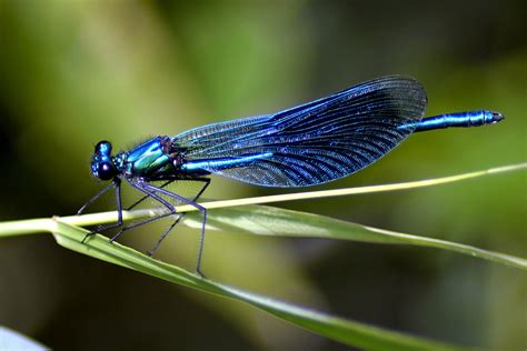 What Is a Dragonfly? 10 Amazing Dragonfly Facts