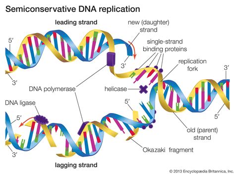 Replication | genetics | Britannica