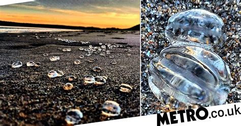 Alien Found On Beach に対する画像結果