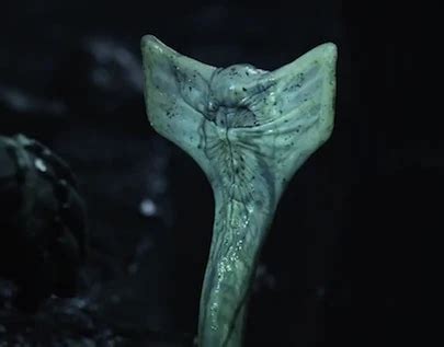 Image - Prometheus-alien-snake.jpg | Paradise Wiki | FANDOM powered by ...