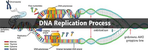 Image result for DNA Replication Process