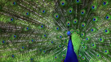 Image result for Biomimicry